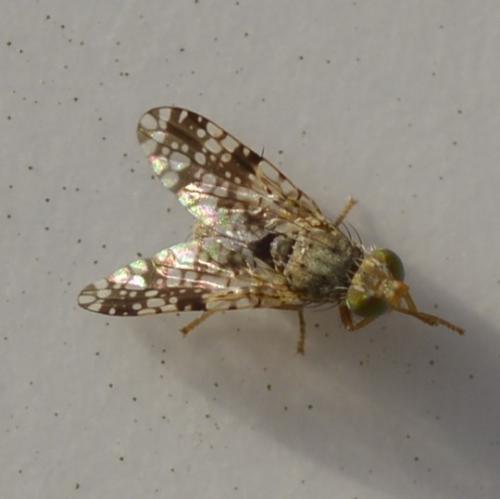 Réf. 314 846 : Tephritis matricariae
